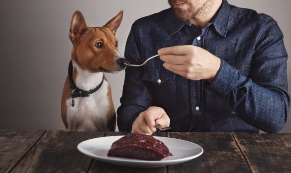 eliminaatiodieetti.koira.ruoka-allergia